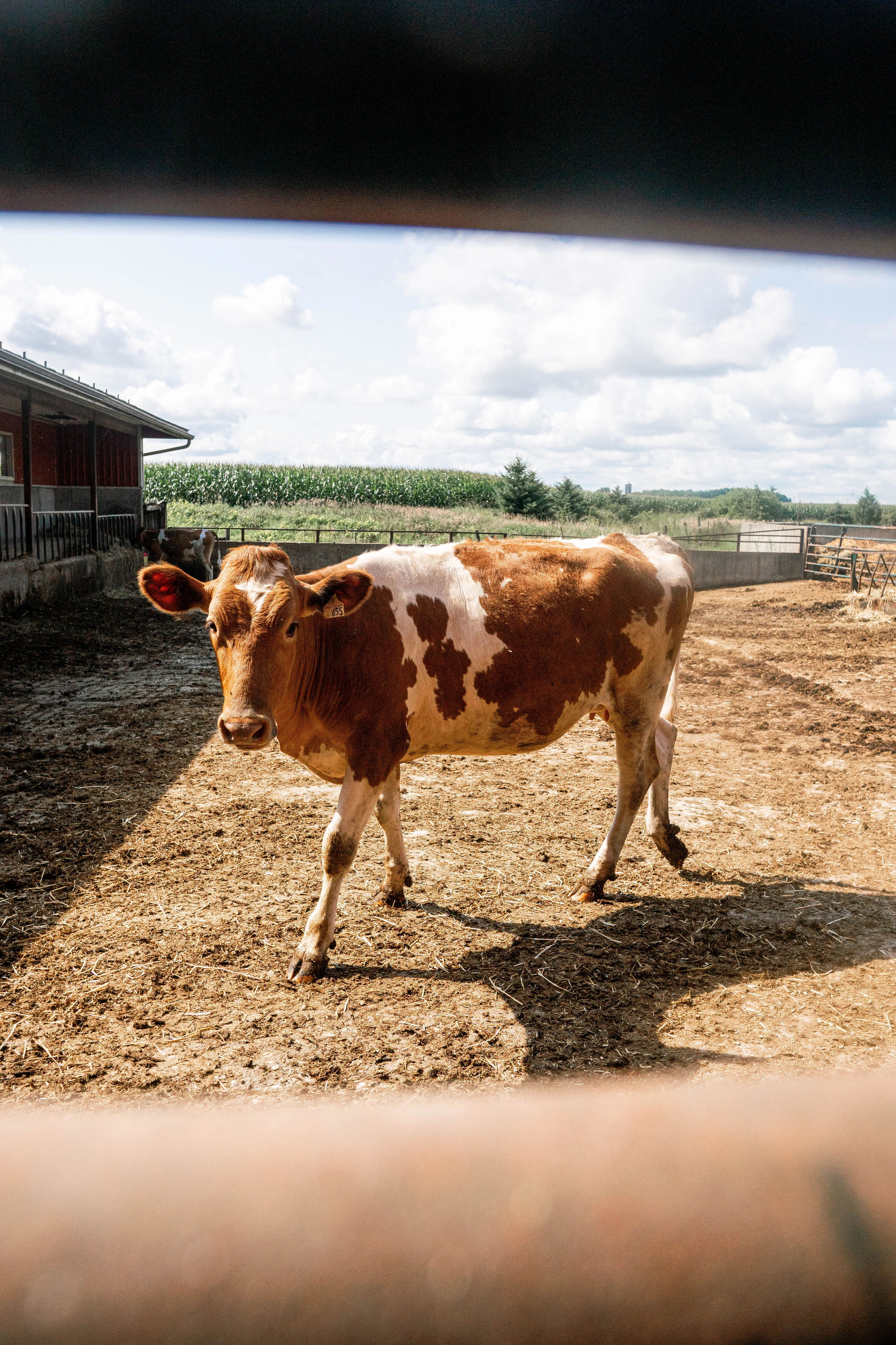 Fresh A2 Golden Guernsey milk from Eby Manor